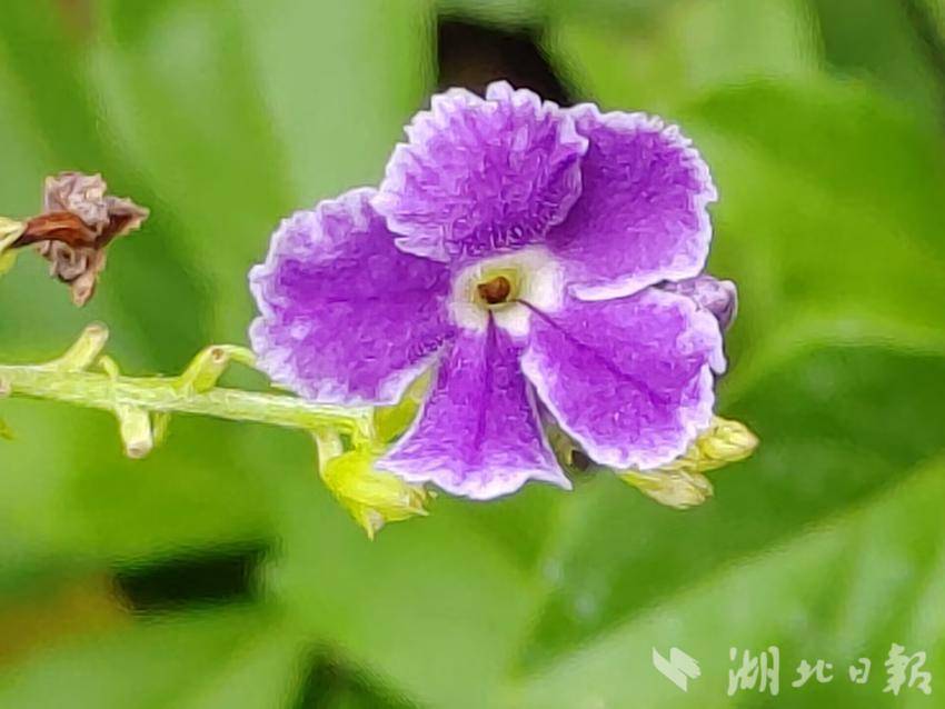 大宝电子游戏